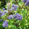 Ceanothus x delilianus 'Henri Desfosse' P11 P13 (2)